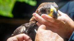What makes this golden eagle chick so important?