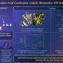 Simplified ancestral enzyme makes ATP without amino acid needed for its usual reaction
