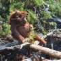Borneo's wildfires could have a lasting impact on orangutans