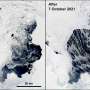 Waves alter Antarctic polynyas by breaking up surrounding sea ice